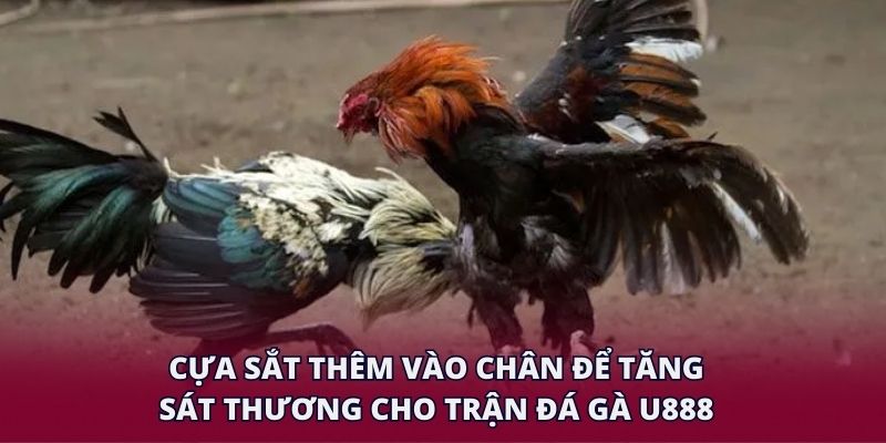 Cựa sắt thêm vào chân để tăng sát thương cho trận đá gà U888.