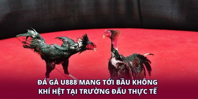 Đá gà U888 mang tới bầu không khí hệt tại trường đấu thực tế.